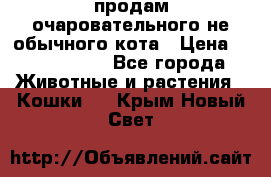 продам очаровательного не обычного кота › Цена ­ 7 000 000 - Все города Животные и растения » Кошки   . Крым,Новый Свет